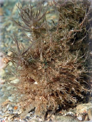 Striated frogfish at the Blue Heron Bridge in Palm Beach,... by Theresa Tracy 
